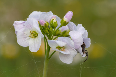 白花酢浆草(cardamine pratensis)