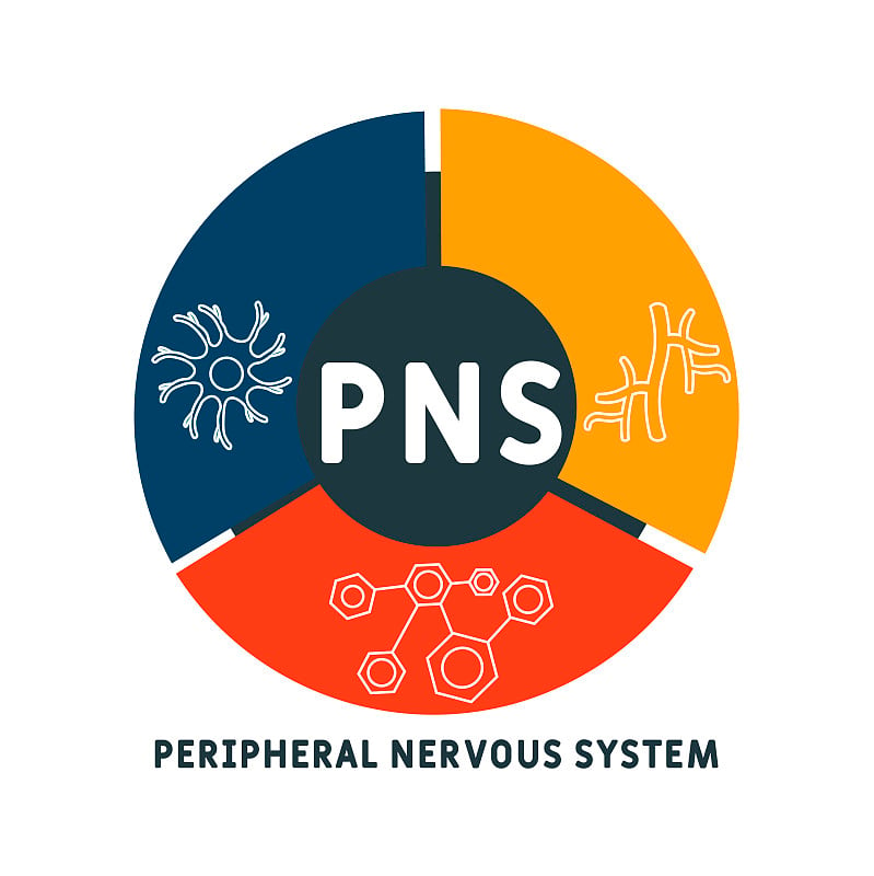 PNS -周围神经系统的缩写。经营理念的背景。