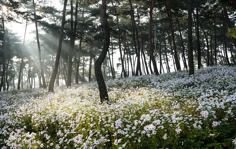 上午的风景菊花主题公园在松树花园