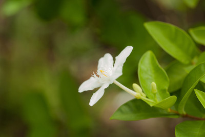 栀子花