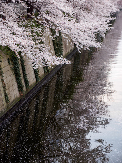 日本东京目黑河上苍白的樱花花瓣