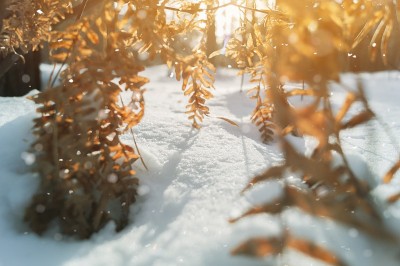 雪地里模糊的干蕨类植物小枝的特写。冬天的干蕨叶。自然的背景。有选择性的重点