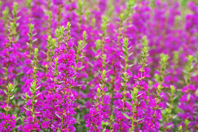 Lythrum