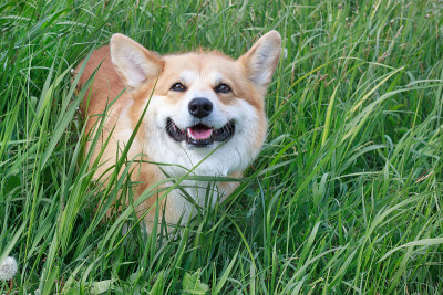 可爱的彭布罗克威尔士柯基犬，带着白色的斑纹站在绿色的草地上。