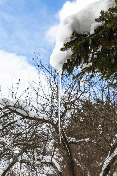 冷杉树枝上融化的雪形成的冰柱