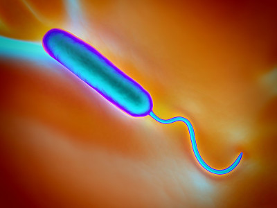 Gram-negative rod-shaped bacteria