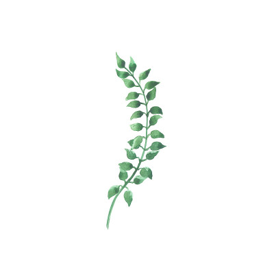 明亮的水彩叶子孤立的白色背景