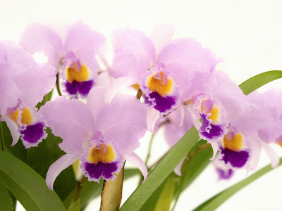 卡特里亚花