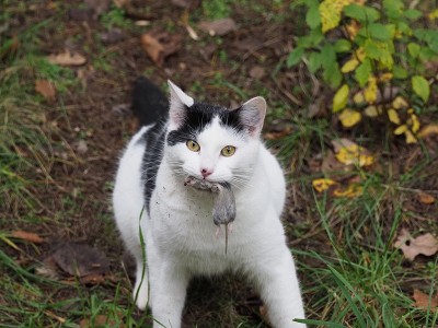 猫和老鼠