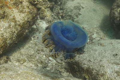 冠水母(cefia cefia)