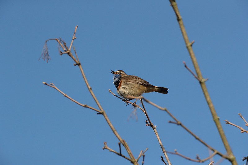 蓝喉(Luscinia svecica)德国