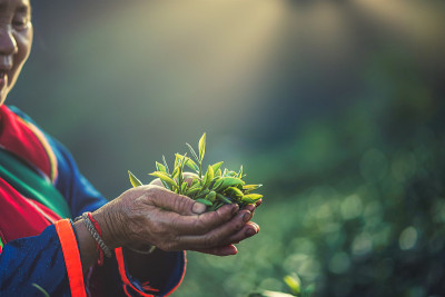 山上的茶园，老妇人在山上采摘茶叶