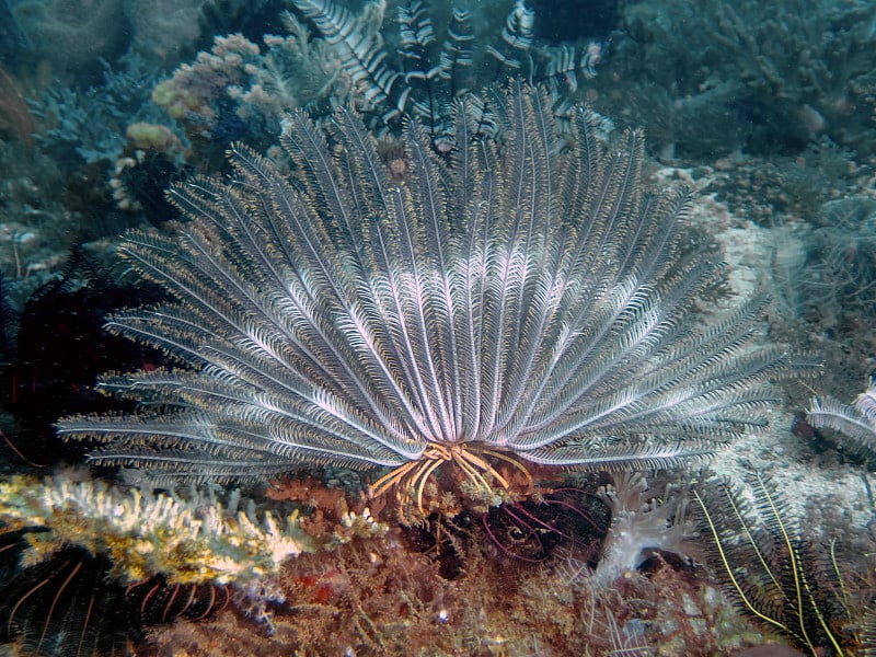 菲律宾一种开放的羽星(海百合科)