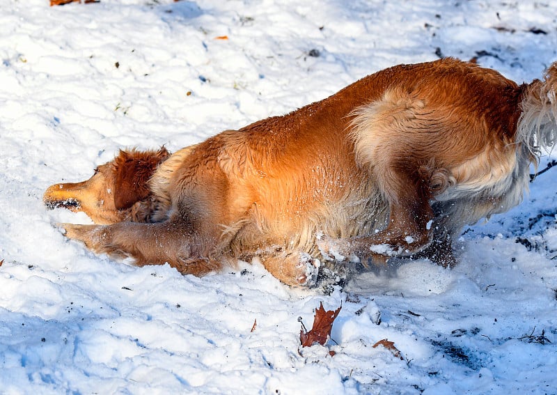 狗正在雪地里玩