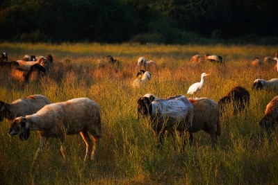 Bagula and Sheep in the farm at Morning, Kutch Guj