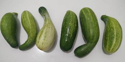 黄瓜