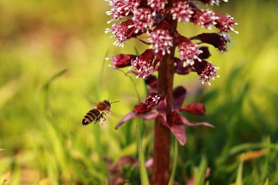 野生蜜蜂