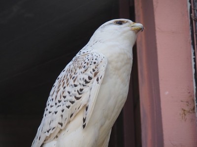 Falco rusticolus是猎鹰家族隼形目的一种鸟类。鹰隼的作用是捕食鸟类。白色gyrfalc