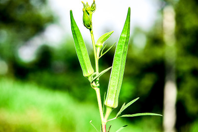 Ladyfinger/秋葵在田里