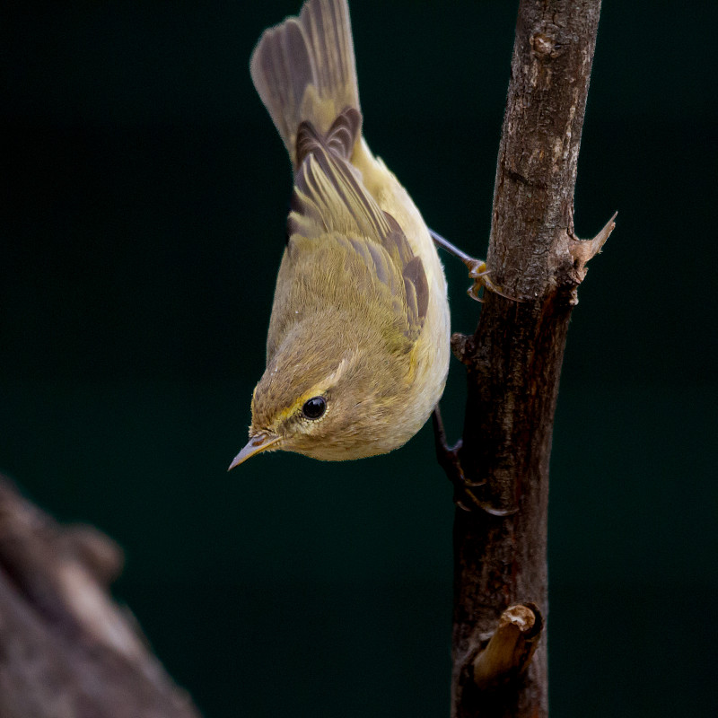 普通鹂鸫（Phylloscopus collybita）