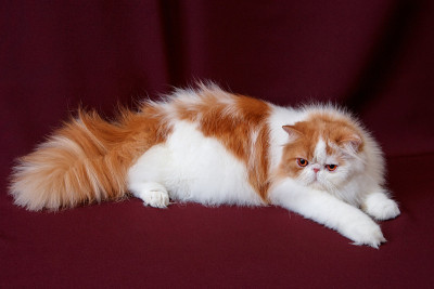 猫在讲台上