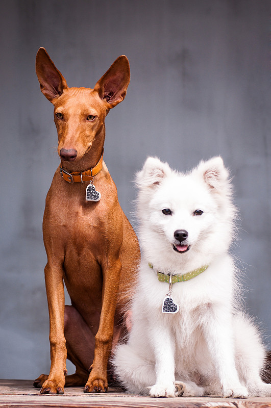 灰色背景上的日本白喷鼻犬和奇内克戴尔埃特纳犬