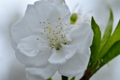 白色的桃花