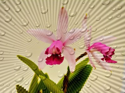 美丽的兰花