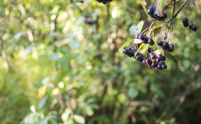 bright autumn background leaves and fruits of chok