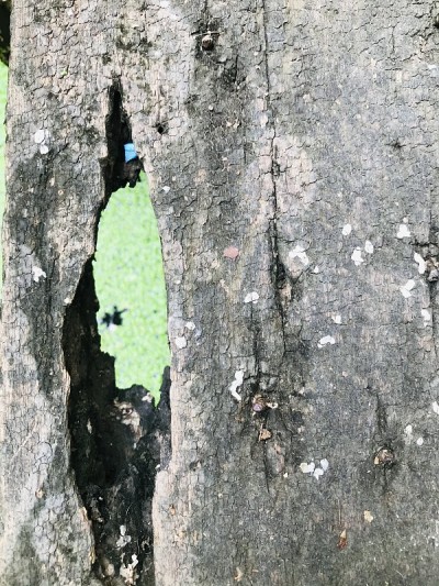 花园里的一个老树桩。