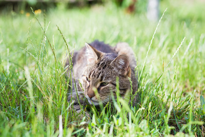 草丛里的虎斑猫