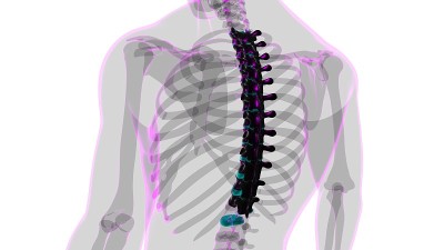 人体骨骼、脊柱、胸椎解剖学