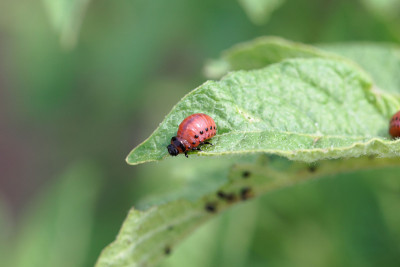 科罗拉多马铃薯甲虫(Leptinotarsa decemlinata)的幼虫