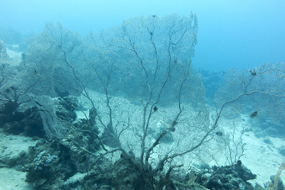 珊瑚礁和柳珊瑚在热带海洋，水下