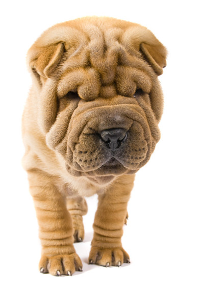 sharpei狗