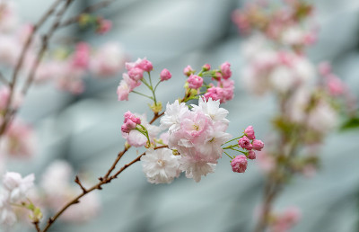 花花