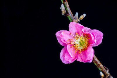 粉红色重瓣花盛开