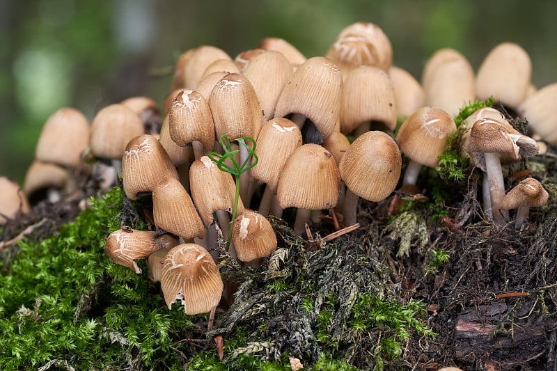 云杉林中的可食用蘑菇。俗称云母帽、亮帽、亮墨帽。野生蘑菇生长在树桩上。