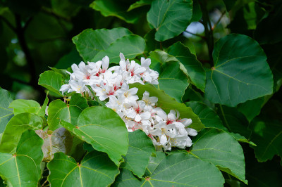 美丽的白桐花在春天盛开(桐树花)