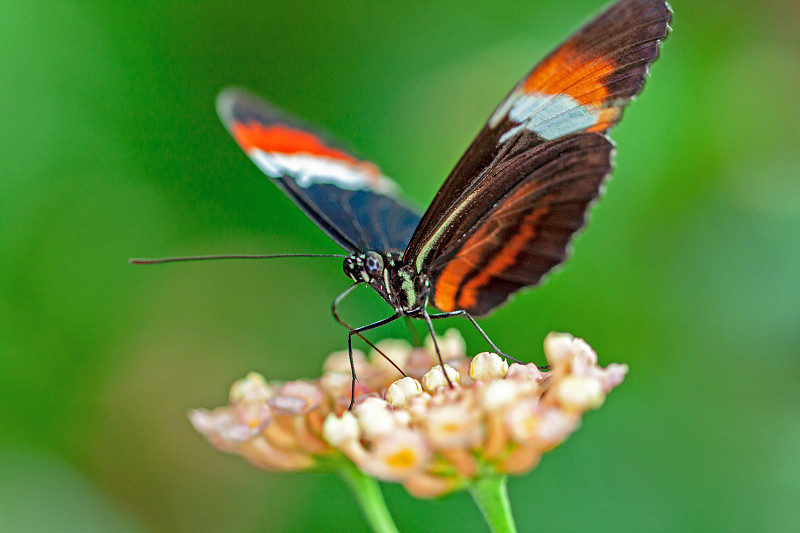 蝴蝶Heliconius erato在一片叶子上