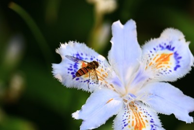 蝴蝶花