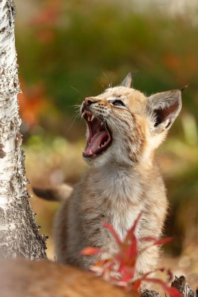 猞猁和幼崽