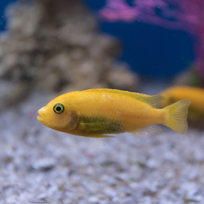 黄色慈鲷，水族箱鱼特写。侧视图。