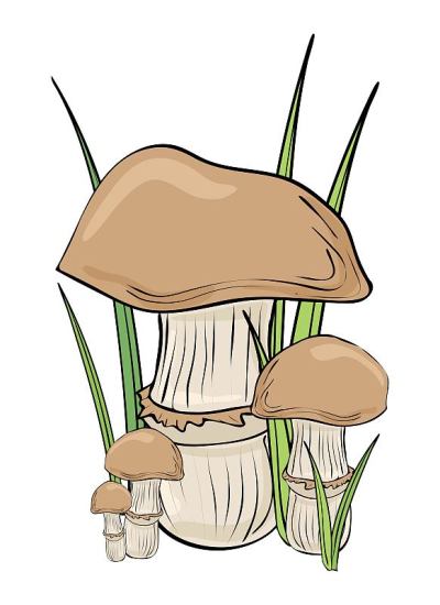 蘑菇。彩色,剪贴画。向量孤立的插图。