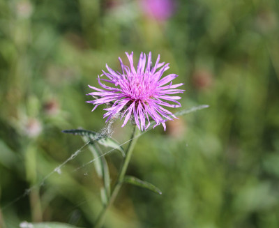 矢车菊(棕色矢车菊)在春天开花