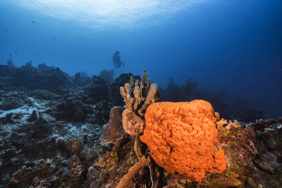 在库拉索岛附近的加勒比海，有各种各样的鱼、珊瑚和海绵在蓝绿色的珊瑚礁水中