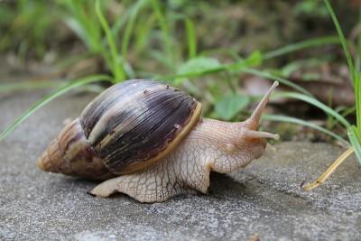 蜗牛
