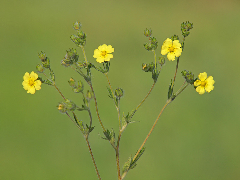 野生硫黄花的黄花。蕨麻直肠