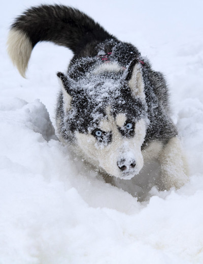 培育哈士奇雪橇犬
