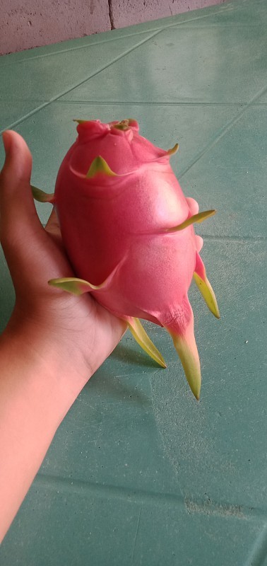 火龙果/火龙果